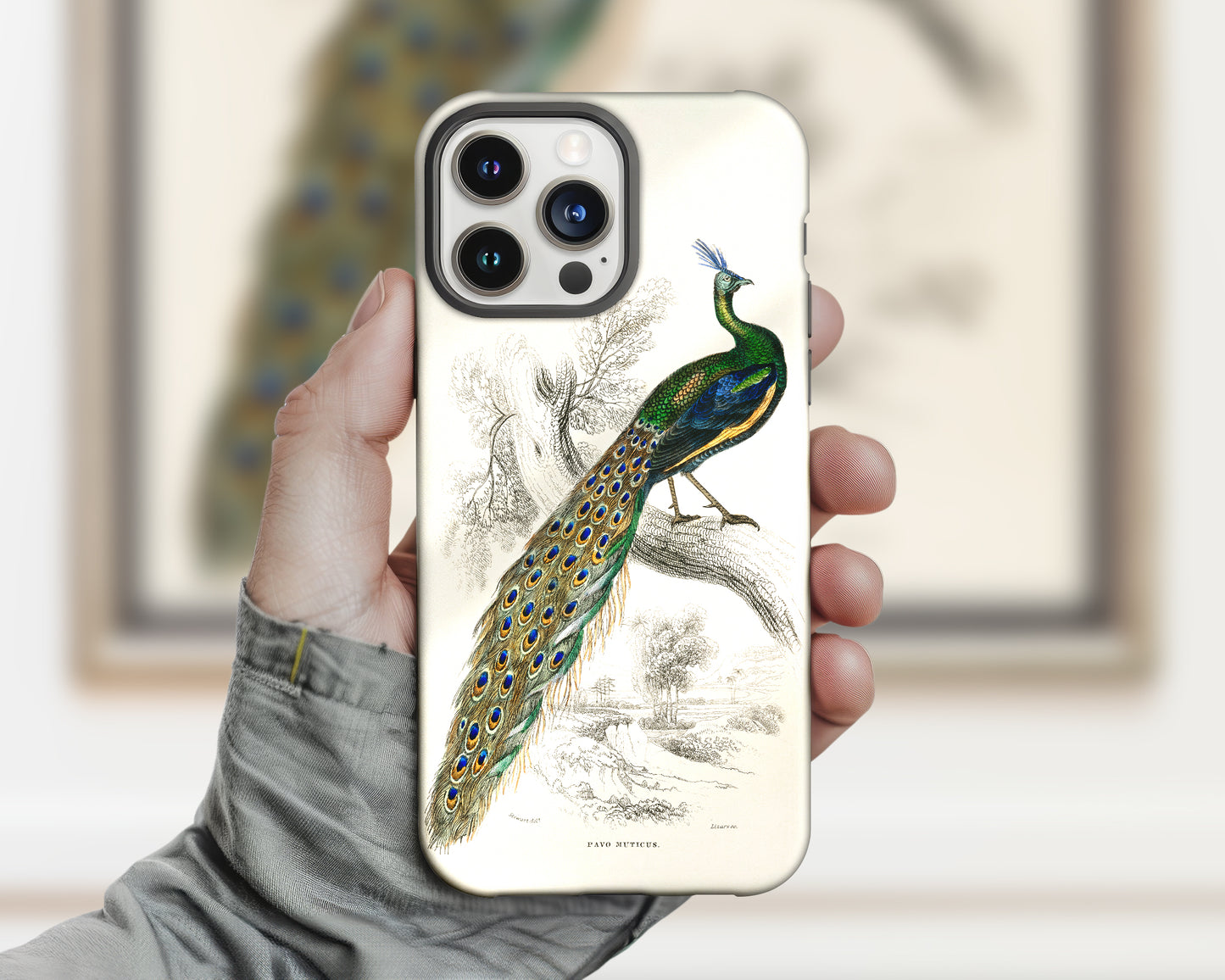 Sir William Jardine - A Majestic Male Peafowl Portrait from The Naturalist's Library iPhone case