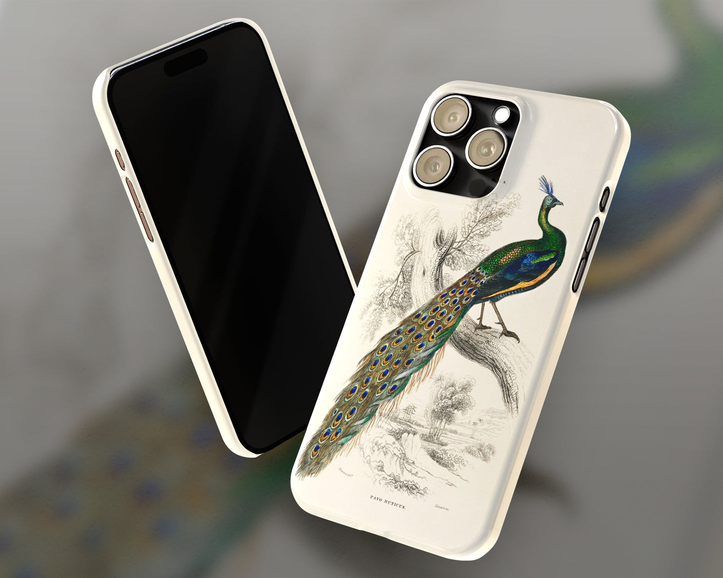 Sir William Jardine - A Majestic Male Peafowl Portrait from The Naturalist's Library iPhone case